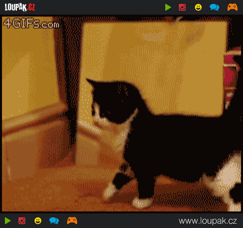  
Kitten-encounters-mirror-doppelganger
 