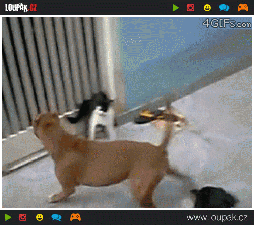  
Cat-fights-two-dogs
 