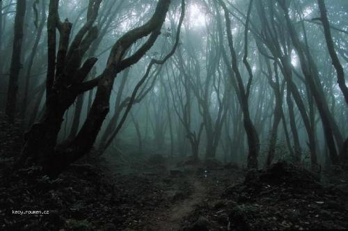  dark   magic forest 