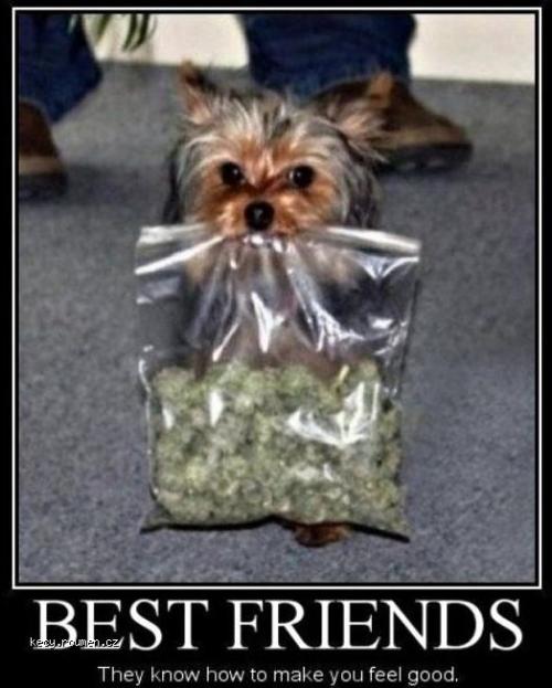  Best Friends 