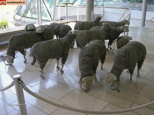 divne ovce