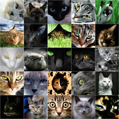  Cats Eyes 