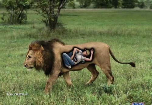  snickers lion 