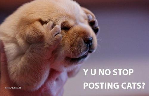 Y U no stop posting cats