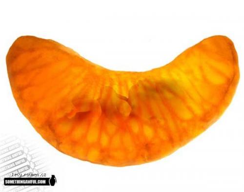 orangeembryo