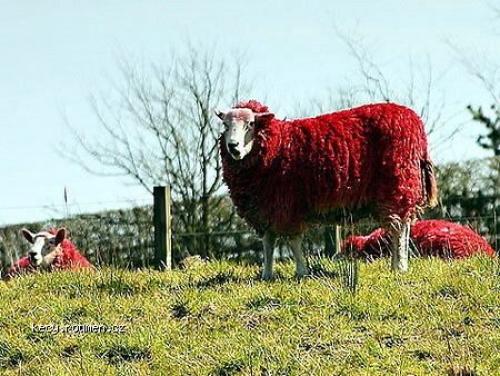  Red Sheep Of Scotland 