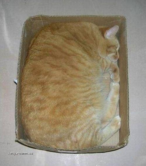  fat cat in box 