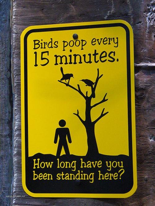  birds poop 