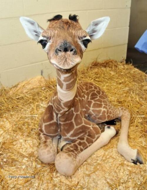  little giraffe 