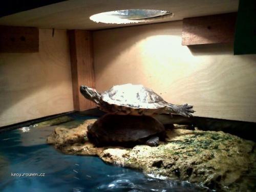 Turtle planking 