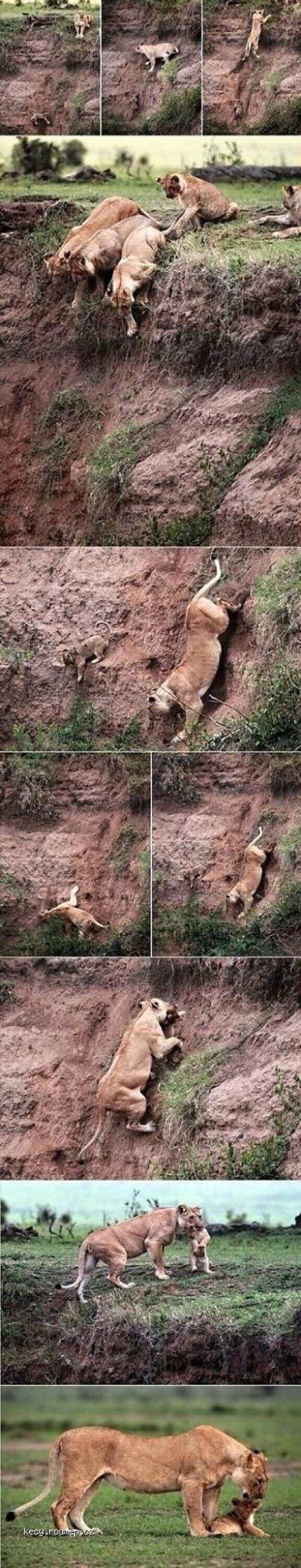  Lioness Saves Stranded Cub 