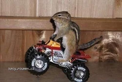  Squirrel riding 
