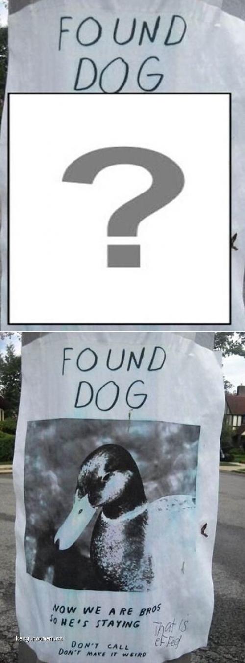  X Found Dog 