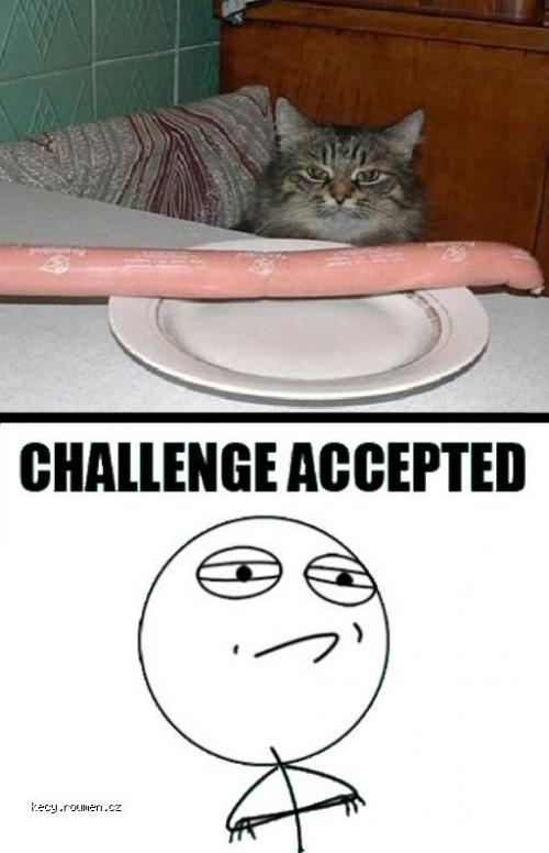 ChallengeAccepted cat