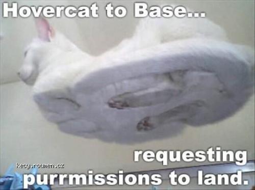 hovercat