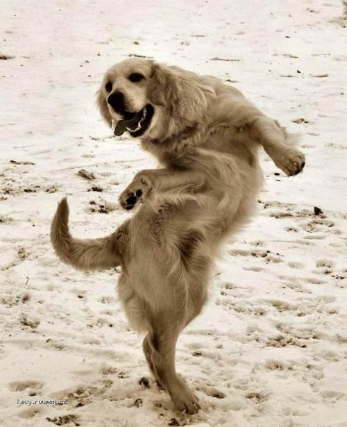  dancing dog 