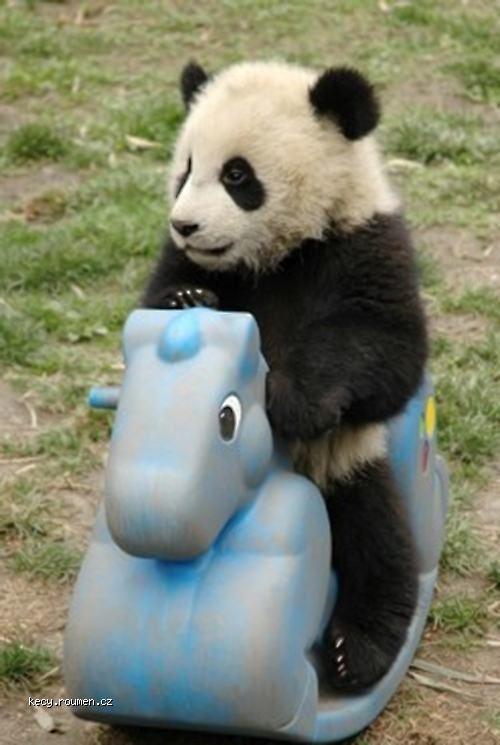  panda on horse 