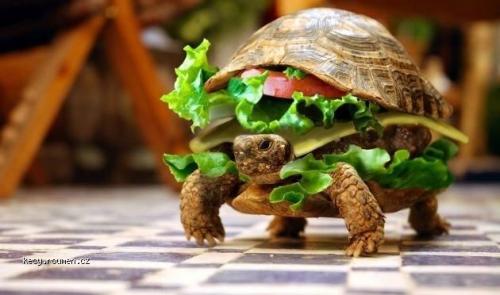Turtle hamburger