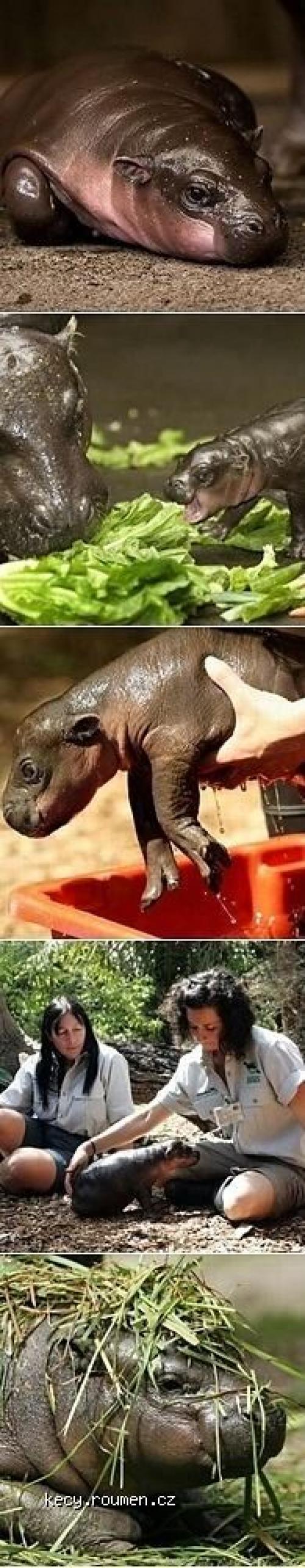  Cute Baby Pygmy Hippo 