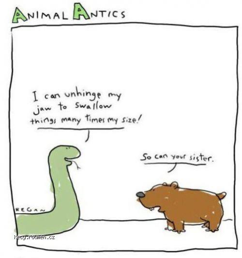 Animal antics