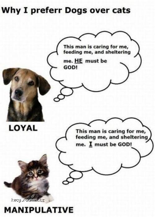  Why i preferr dogs over cats 