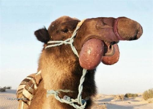 eatcamel