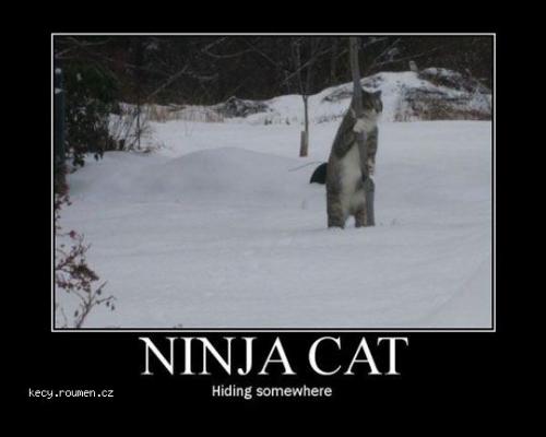 ninjacat