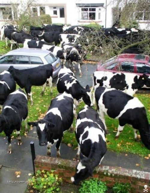  cows in city 