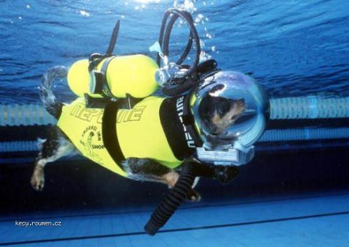  dog underwater equip 