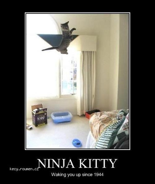  X Ninja Kitty 