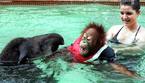  orangutan v bazenu 