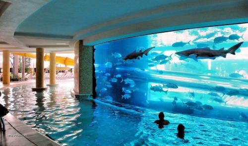  Shark tank pool in Las Vegas 