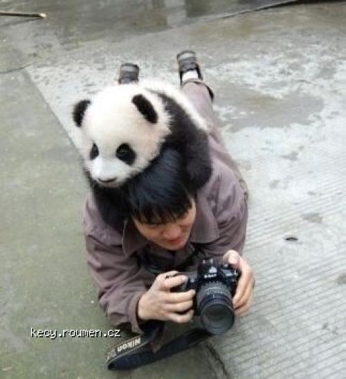  Panda vs photograph 