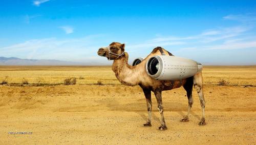  jet camel 