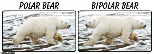  bipolar bear 
