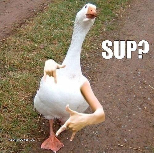  Sup duck 