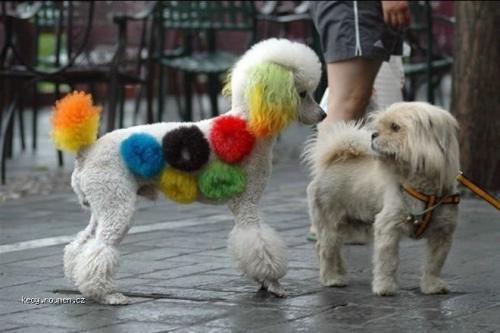 rainbowdog