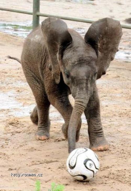  elephant football 