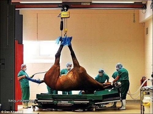  Hospital for Horses1  