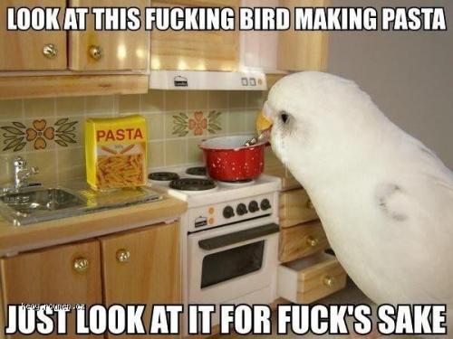  Pasta Bird 