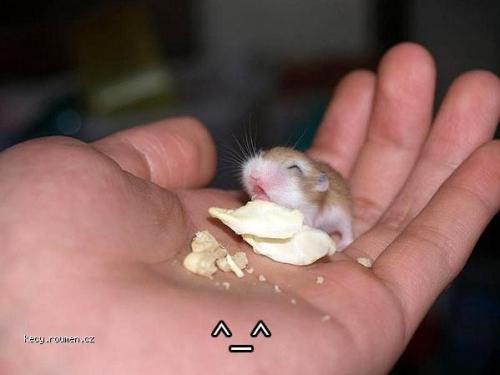 smallhamster