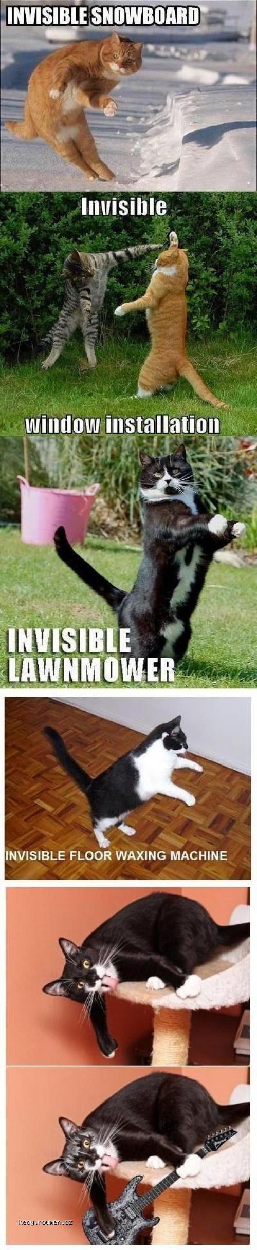 invisible cat 4