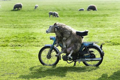 motorizovana ovce