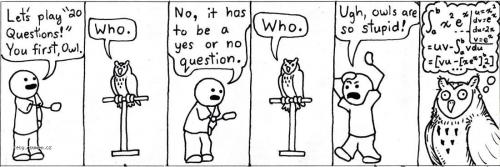  stupid owl who 