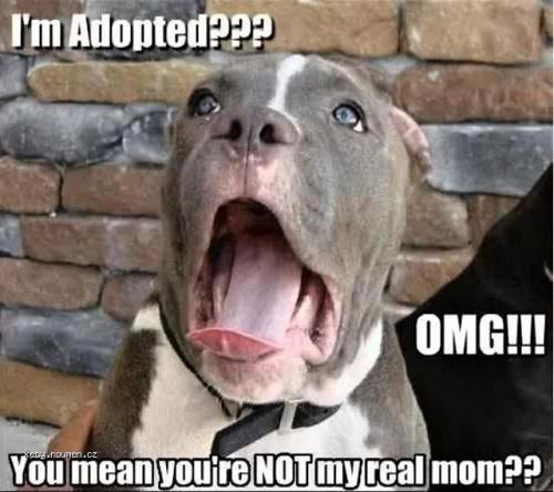 X I Am Adopted