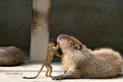  Capybara monkey scratch 