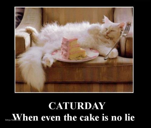  cake caturday 