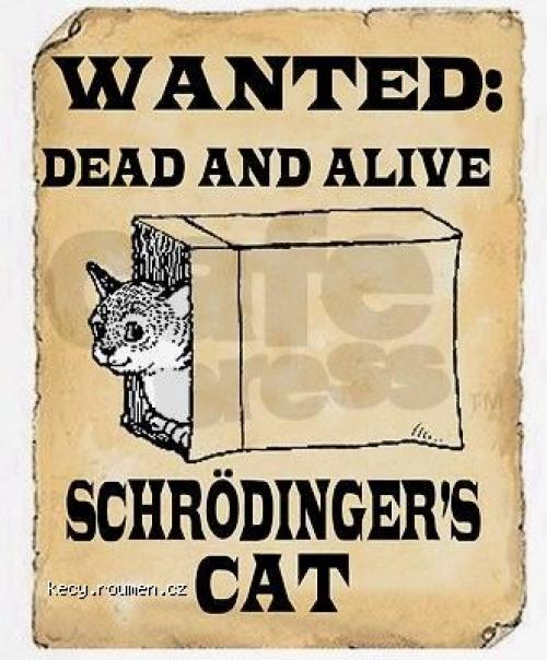wanted cat
