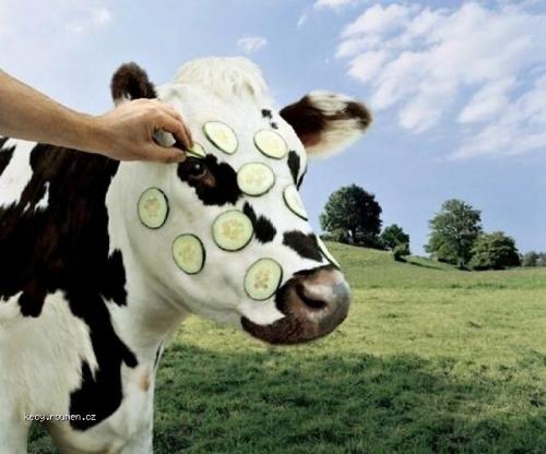  Modern Cow 