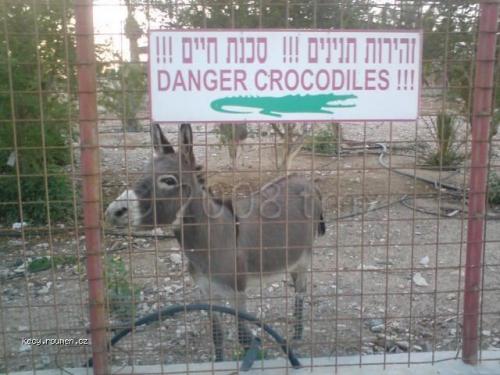  danger crocodiles 